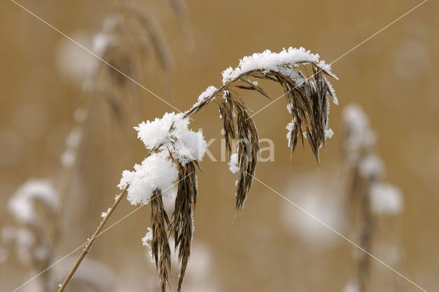 Common Reed (Phragmites australis)