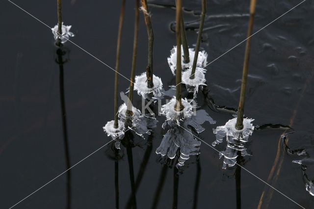 Common Reed (Phragmites australis)