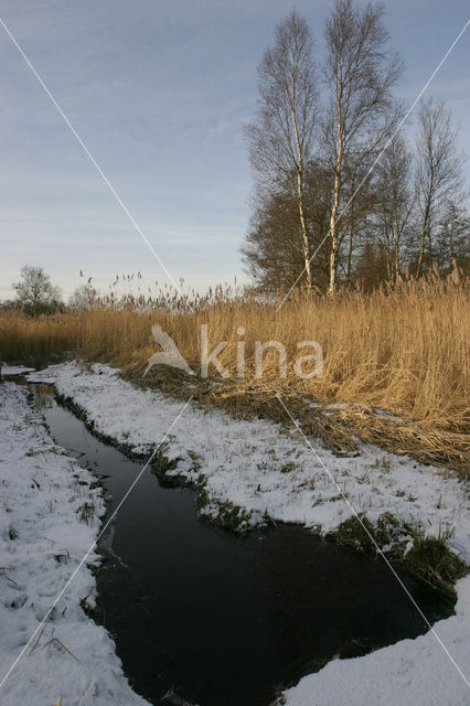 Common Reed (Phragmites australis)