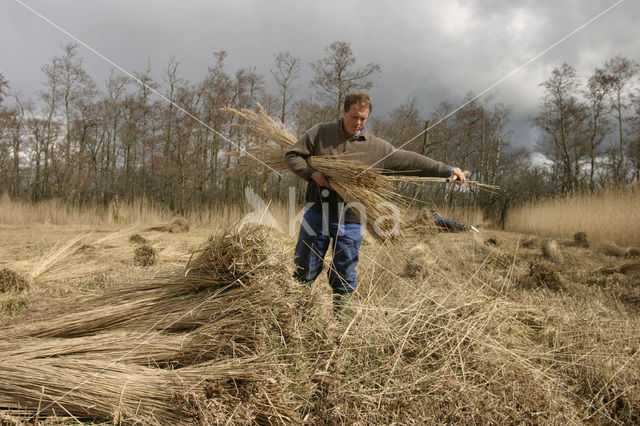 Riet (Phragmites australis)