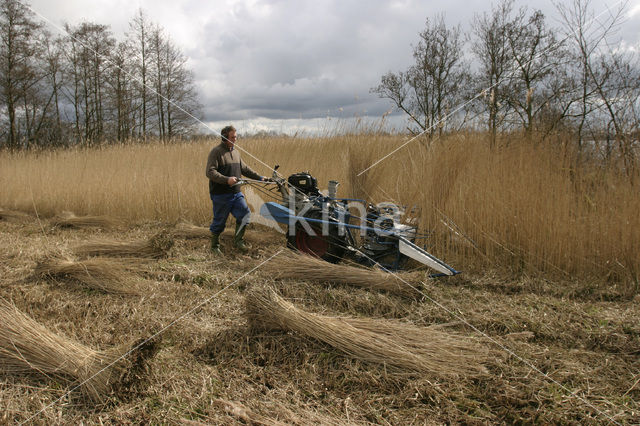 Riet (Phragmites australis)