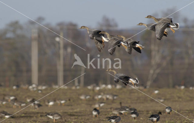 Taiga Bean Goose (Anser fabalis fabalis)