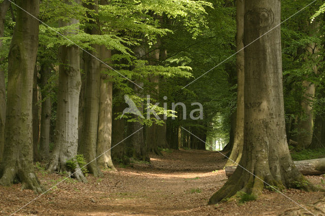 Rijsterbos