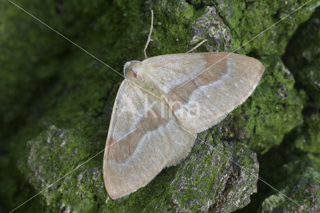 Barred Red (Hylaea fasciaria)