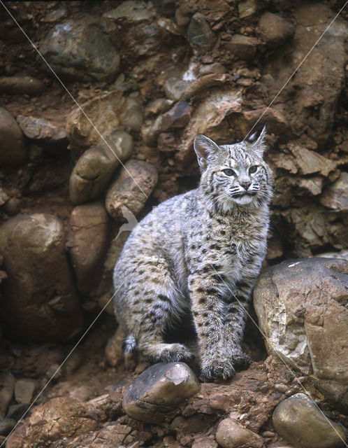 Bobcat (Lynx rufus)