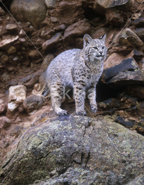 Bobcat (Lynx rufus)