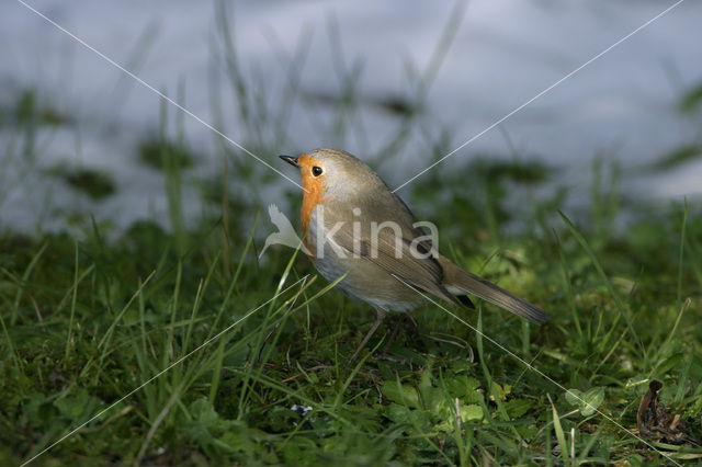 Roodborst