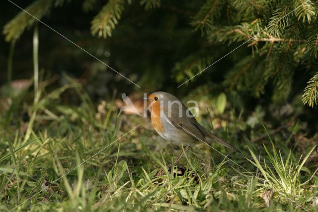 Roodborst