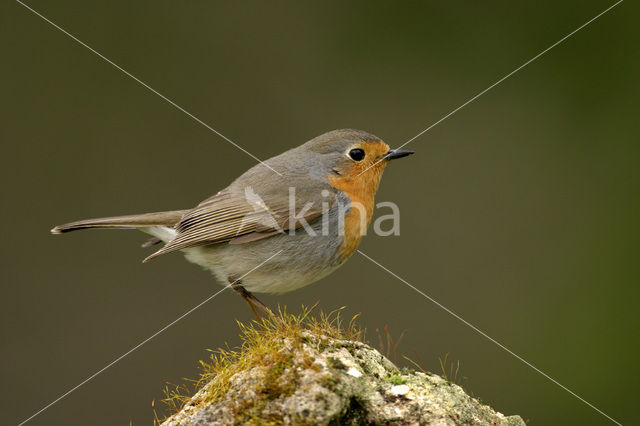 Roodborst