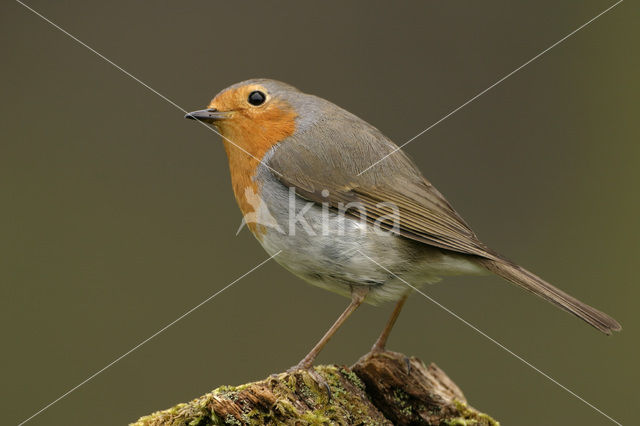 Roodborst