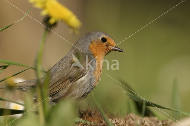 European Robin (Erithacus rubecula)