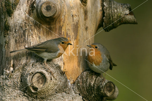 European Robin (Erithacus rubecula)