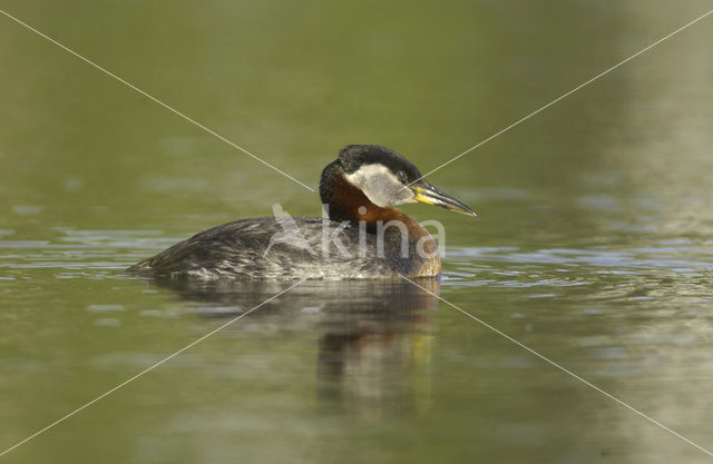 Roodhalsfuut (Podiceps grisegena)