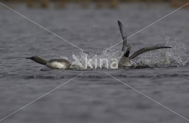 Roodkeelduiker (Gavia stellata)