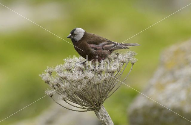 Roodmus (Carpodacus spec.)