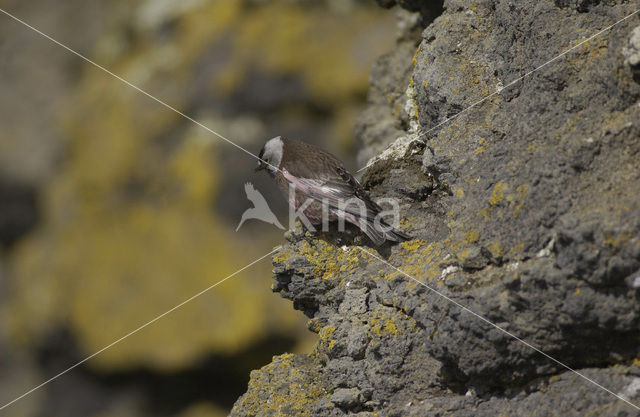 Roodmus (Carpodacus spec.)