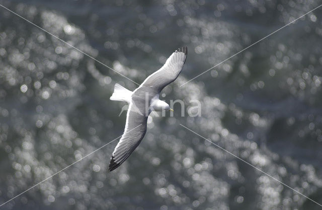 Red-legged Kittiwake (Rissa brevirostris)