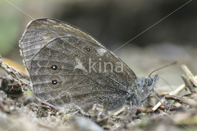 Large Wall Brown (Lasiommata maera)