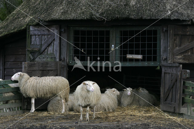 Schaap (Ovis domesticus)