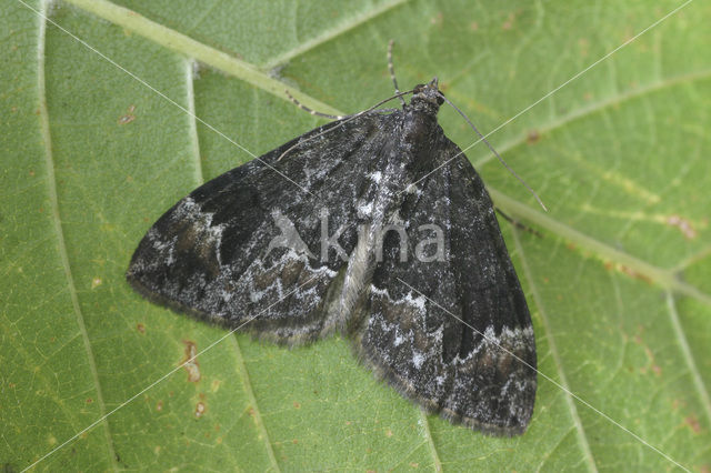 Red-green Carpet (Chloroclysta siterata)