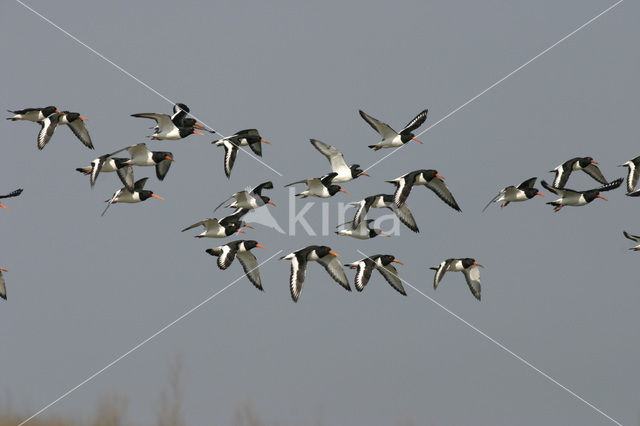 Scholekster (Haematopus ostralegus)