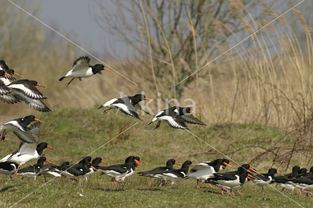 Oystercatcher (Haematopus ostralegus)