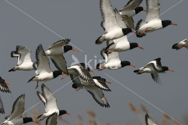 Scholekster (Haematopus ostralegus)