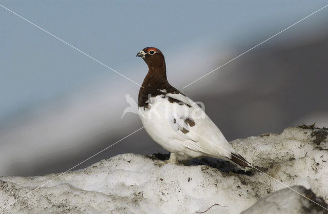 Red grouse (Lagopus lagopus scoticus)