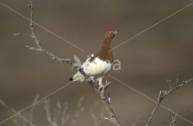 Red grouse (Lagopus lagopus scoticus)