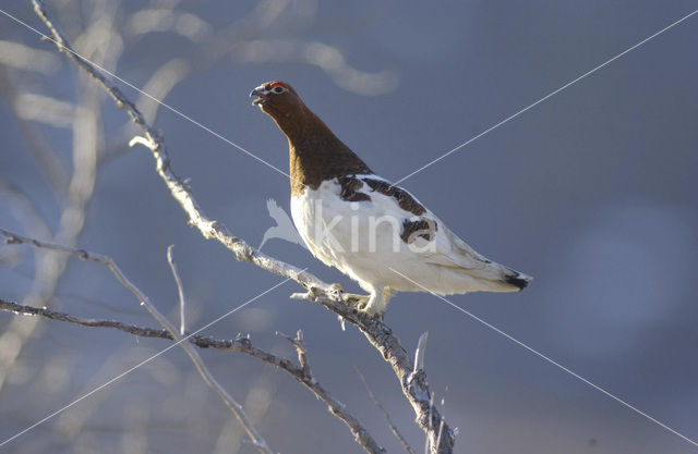 Red grouse (Lagopus lagopus scoticus)