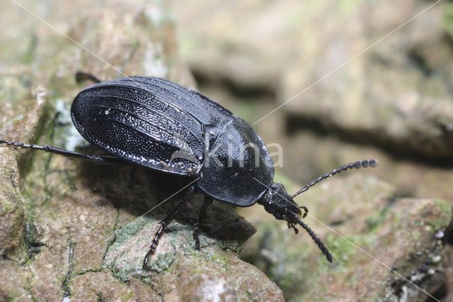 Black carion beetle (Phosphuga atrata)