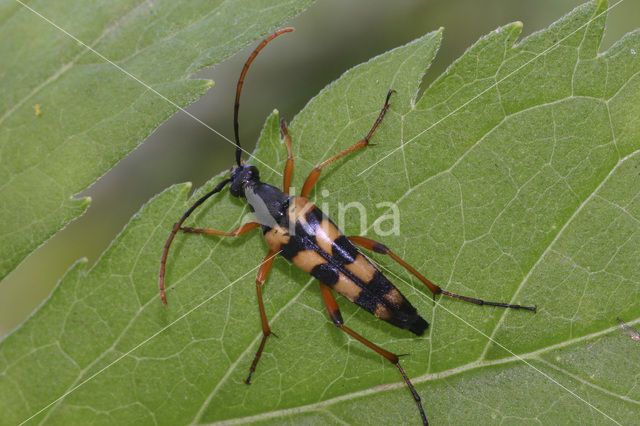 Strangalia attenuata