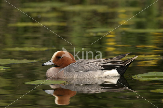 Wigeon (Anas penelope)