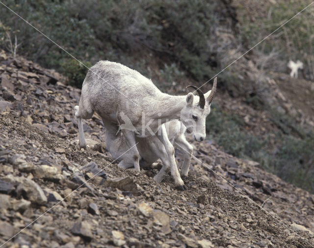 Dall’s Sheep (Ovis dalli)