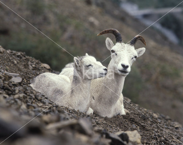 Sneeuwschaap (Ovis dalli)