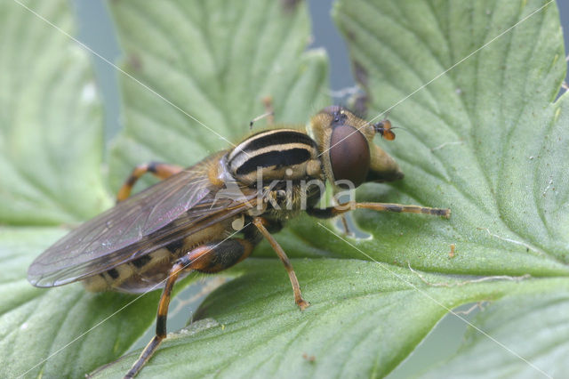 Snuitwaterzwever (Anasimyia lineata)