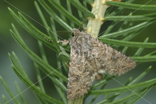Spurrie-uil (Discestra trifolii)