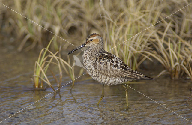 Stilt Sandpiper (Micropalama himantopus)