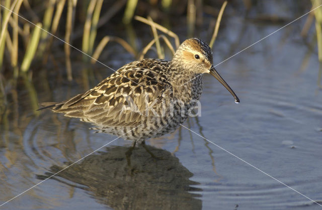 Steltstrandloper (Micropalama himantopus)