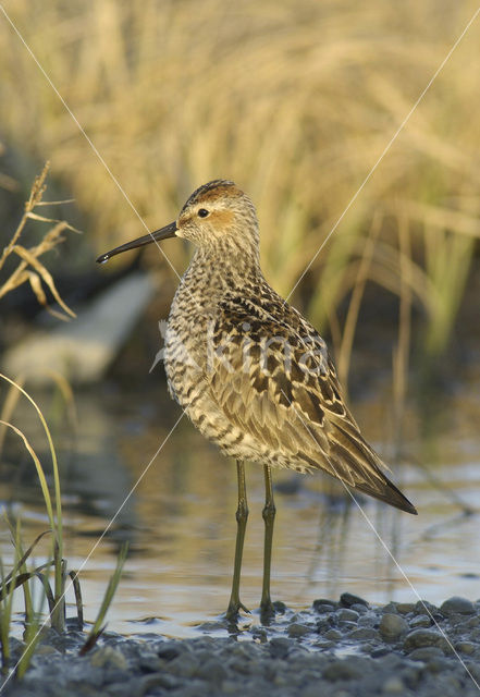 Stilt Sandpiper (Micropalama himantopus)