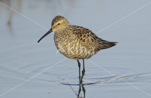 Steltstrandloper (Micropalama himantopus)