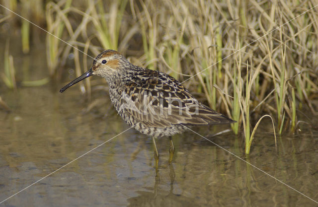 Steltstrandloper (Micropalama himantopus)