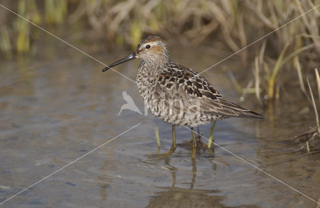 Stilt Sandpiper (Micropalama himantopus)
