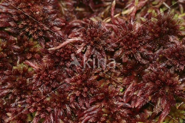 Red Bog-moss (Sphagnum capillifolium)