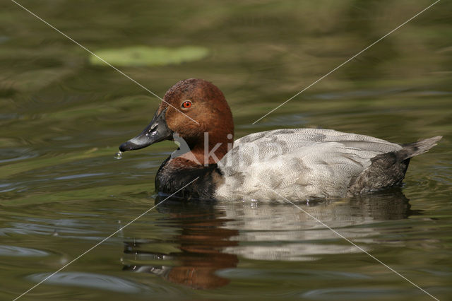 Pochard (Aythya ferina)