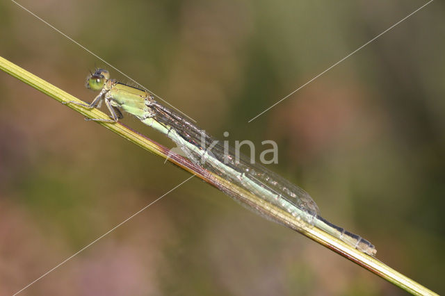 Scarce Blue-tailed Damselfly (Ischnura pumilio)