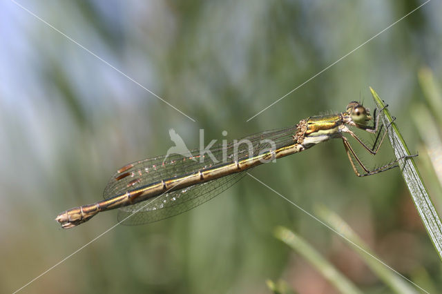 Tengere pantserjuffer (Lestes virens)