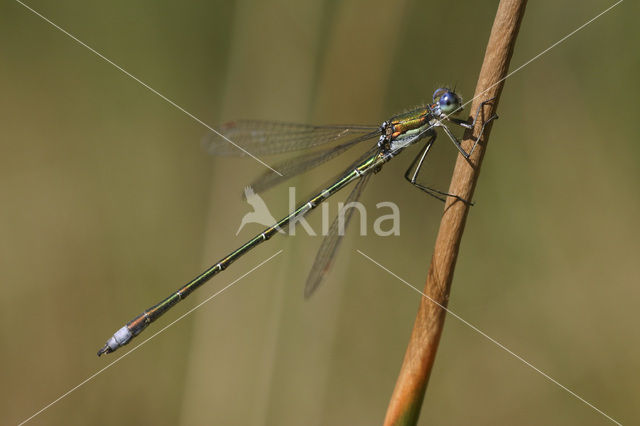 Tengere pantserjuffer (Lestes virens)