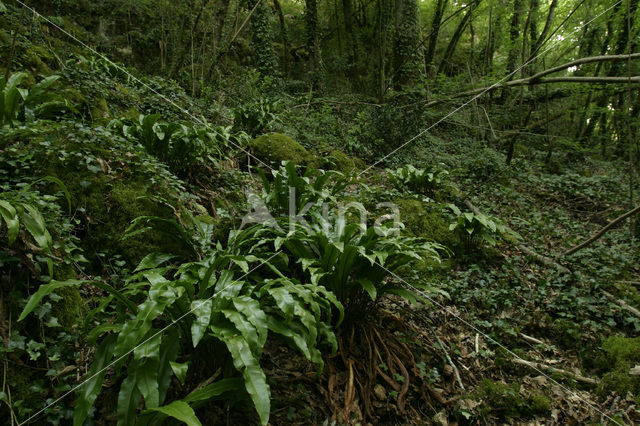 Tongvaren (Asplenium scolopendrium)