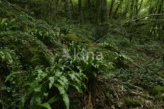 Tongvaren (Asplenium scolopendrium)